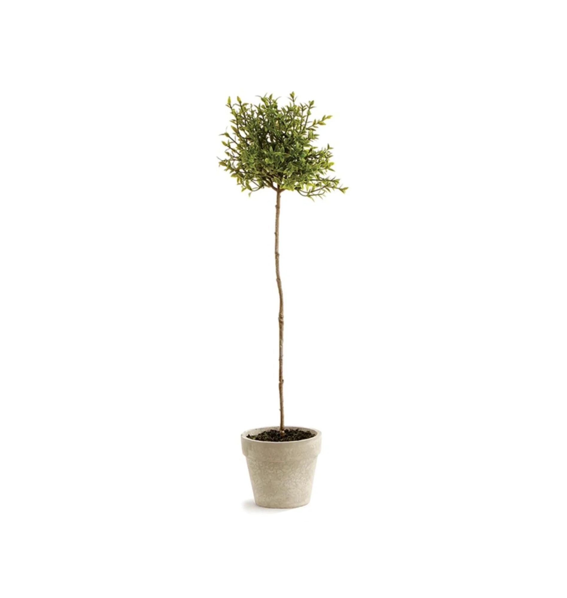 Thyme Topiary – B Home